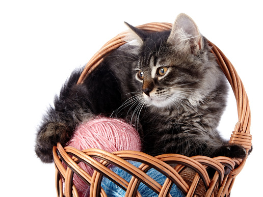 Fluffy cat in a wattled basket with woolen balls.